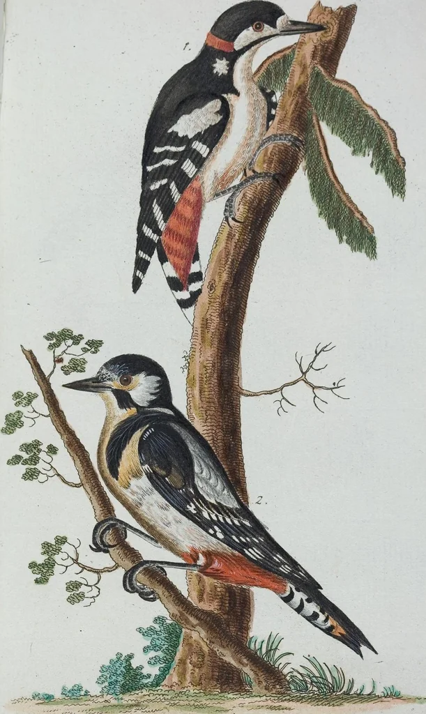 An illustration from (Band 1): Erstes Hundert, 1795, leaf 148