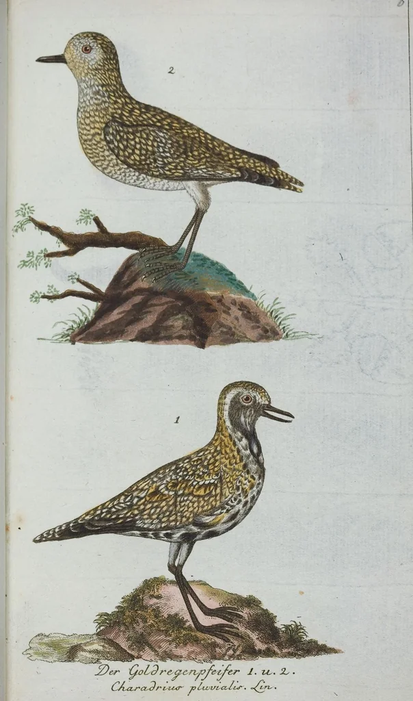 An illustration from (Band 1): Erstes Hundert, 1795, leaf 150