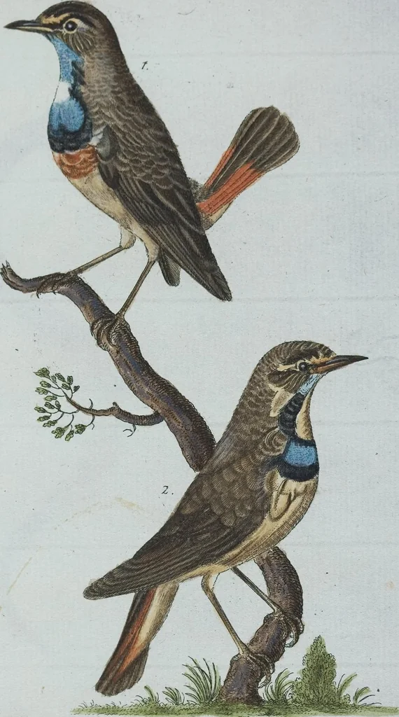 An illustration from (Band 1): Erstes Hundert, 1795, leaf 151