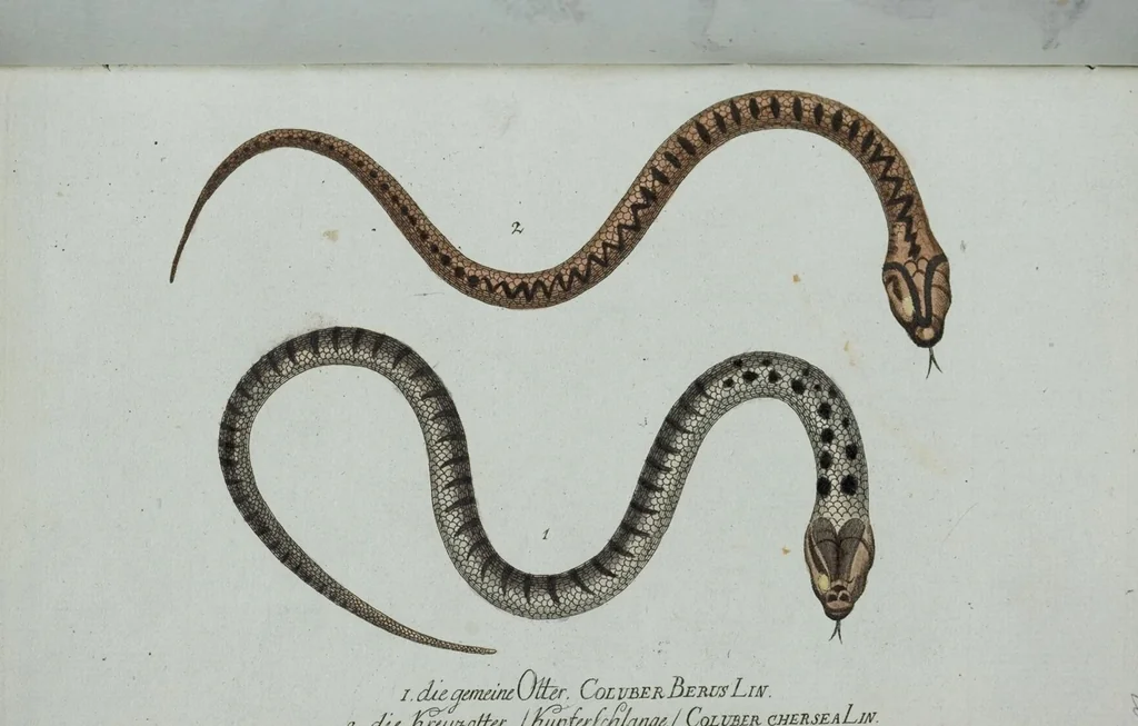 An illustration from (Band 1): Erstes Hundert, 1795, leaf 152