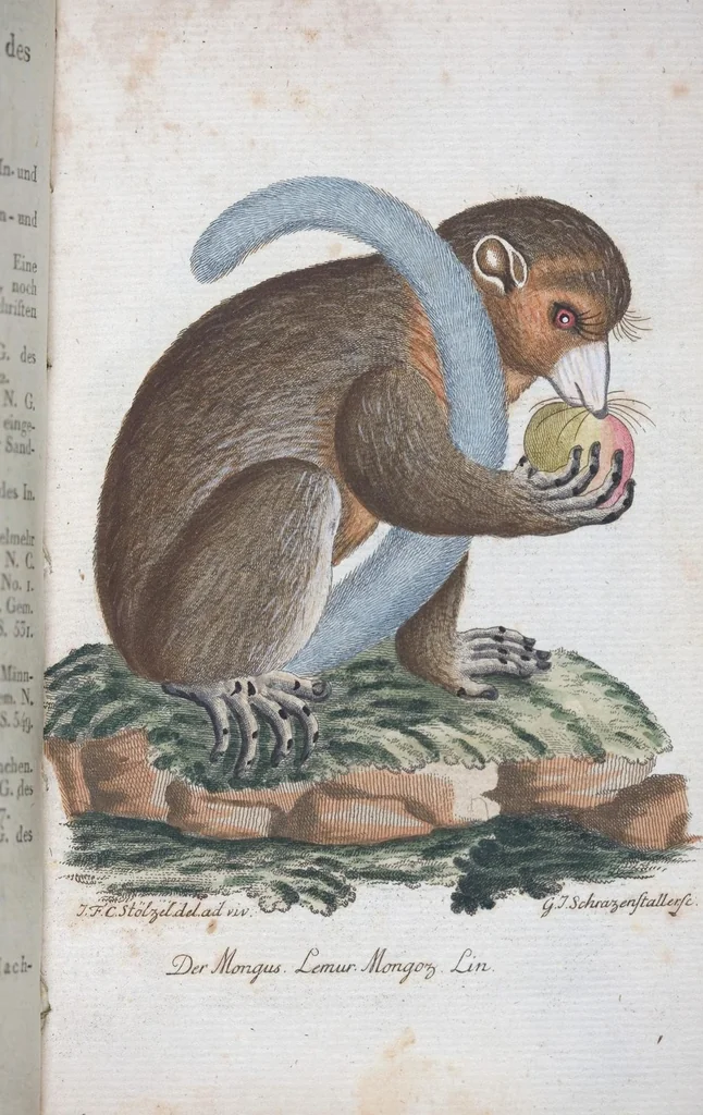 An illustration from (Band 1): Erstes Hundert, 1795, leaf 155