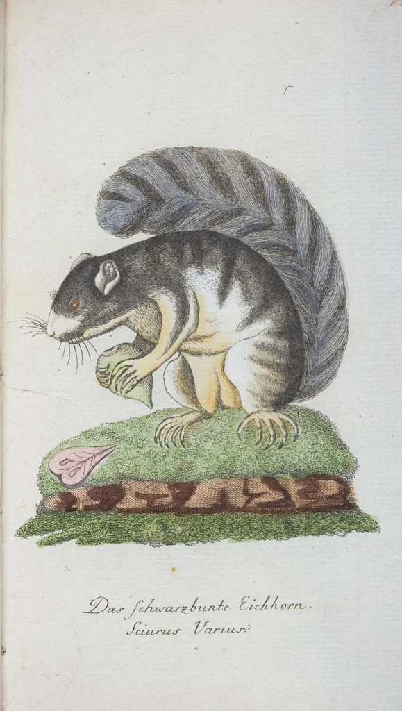 An illustration from (Band 1): Erstes Hundert, 1795, leaf 157