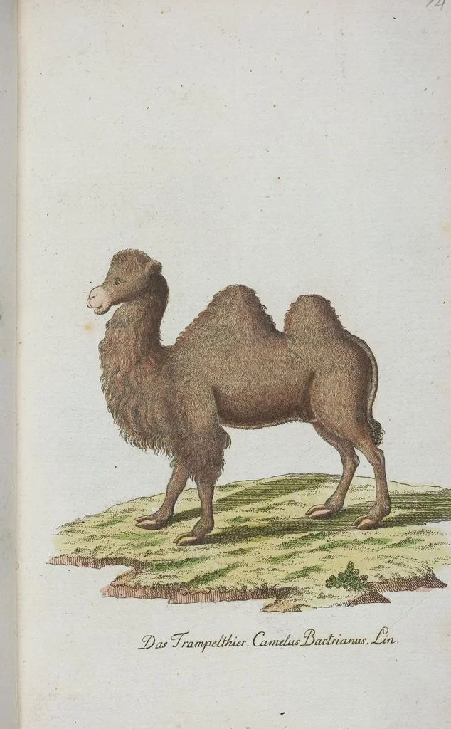 An illustration from (Band 1): Erstes Hundert, 1795, leaf 158