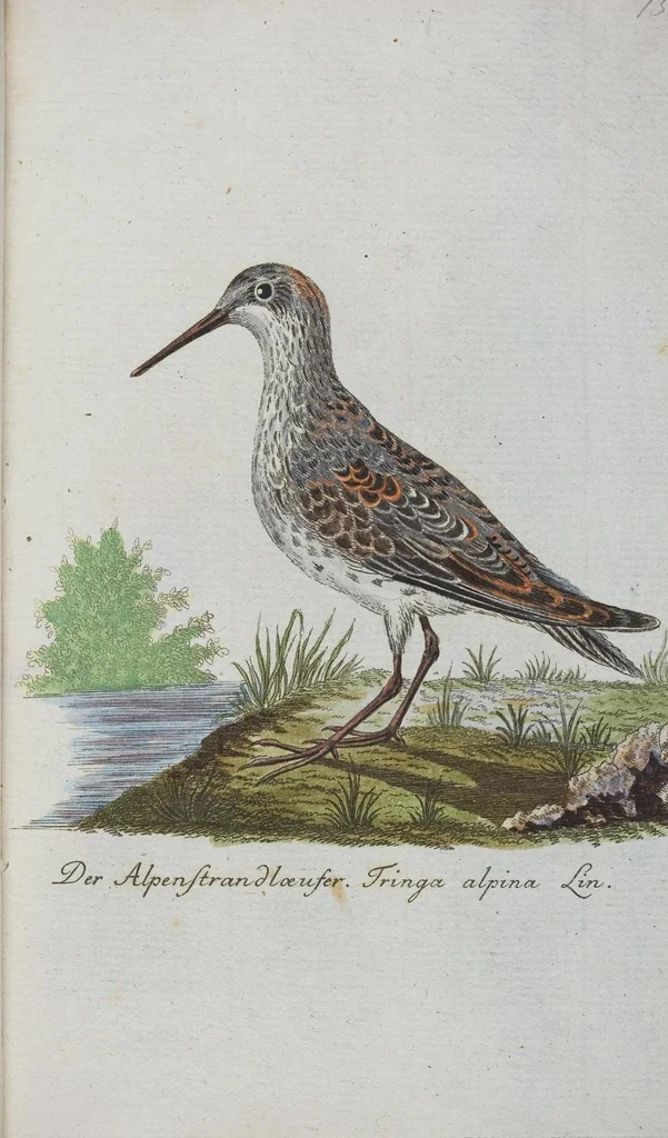 An illustration from (Band 1): Erstes Hundert, 1795, leaf 159