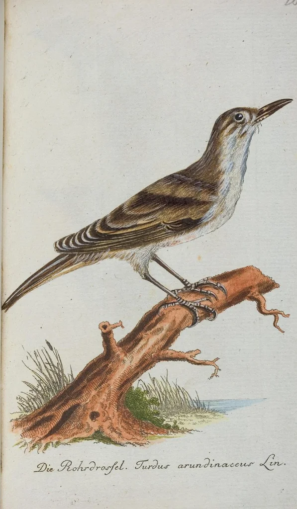 An illustration from (Band 1): Erstes Hundert, 1795, leaf 160