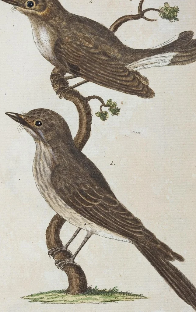 An illustration from (Band 1): Erstes Hundert, 1795, leaf 161