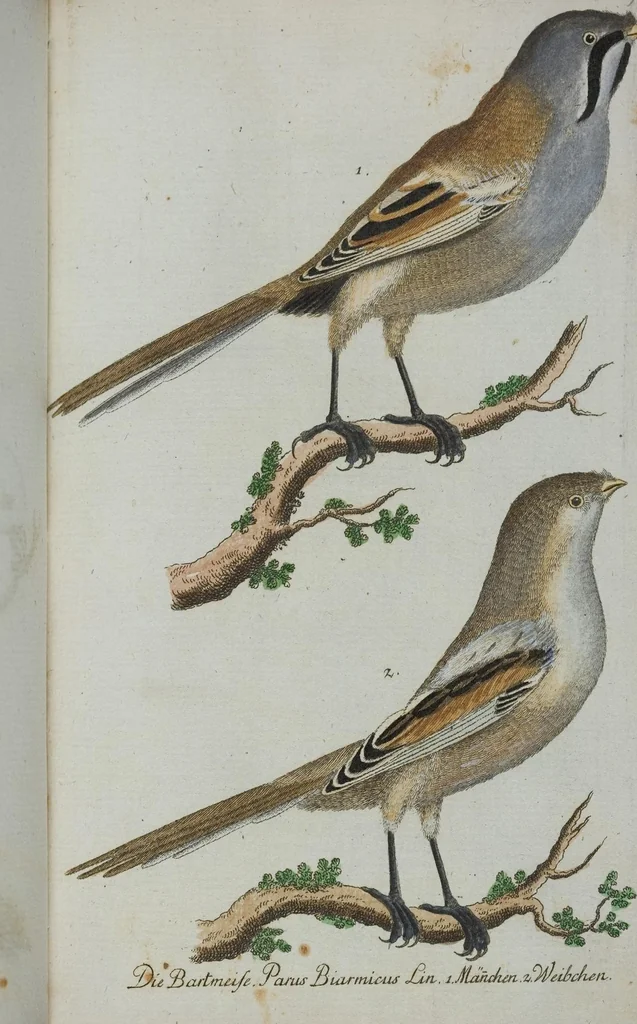 An illustration from (Band 1): Erstes Hundert, 1795, leaf 163