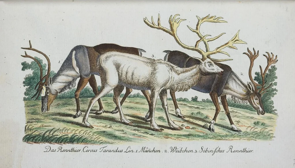 An illustration from (Band 1): Erstes Hundert, 1795, leaf 168