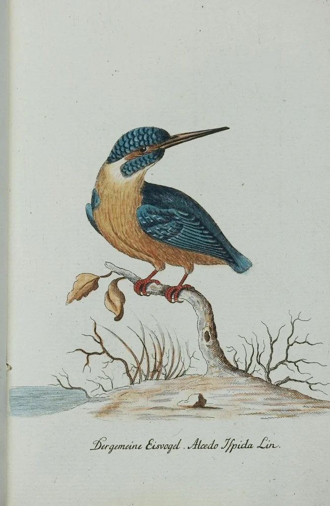 An illustration from (Band 1): Erstes Hundert, 1795, leaf 170