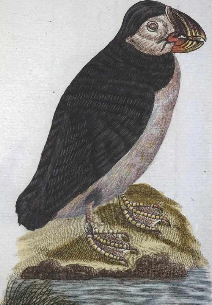 An illustration from (Band 1): Erstes Hundert, 1795, leaf 171