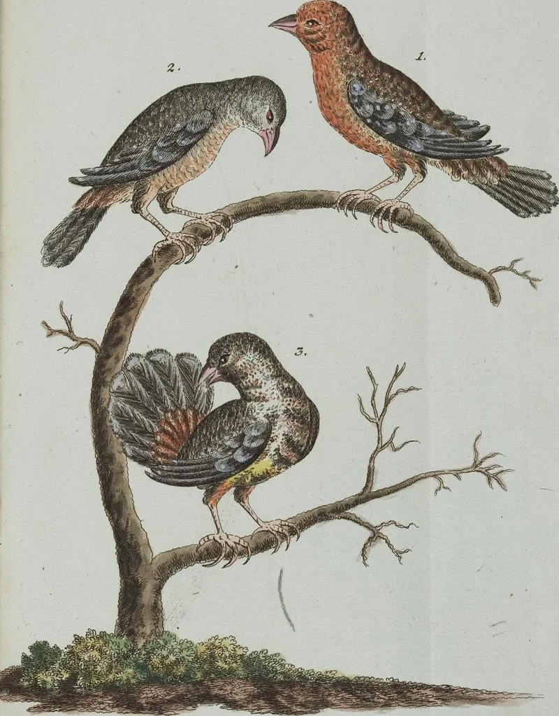 An illustration from (Band 1): Erstes Hundert, 1795, leaf 173