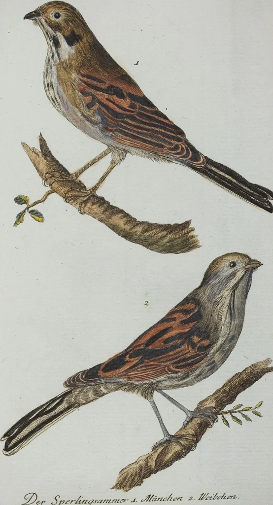 An illustration from (Band 1): Erstes Hundert, 1795, leaf 174