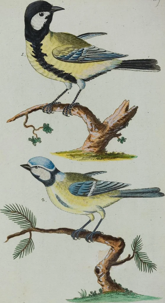 An illustration from (Band 1): Erstes Hundert, 1795, leaf 175