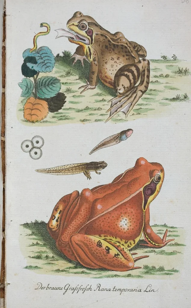An illustration from (Band 1): Erstes Hundert, 1795, leaf 176