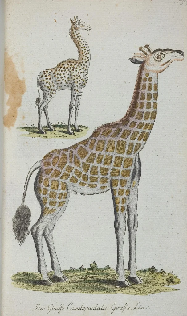 An illustration from (Band 1): Erstes Hundert, 1795, leaf 181