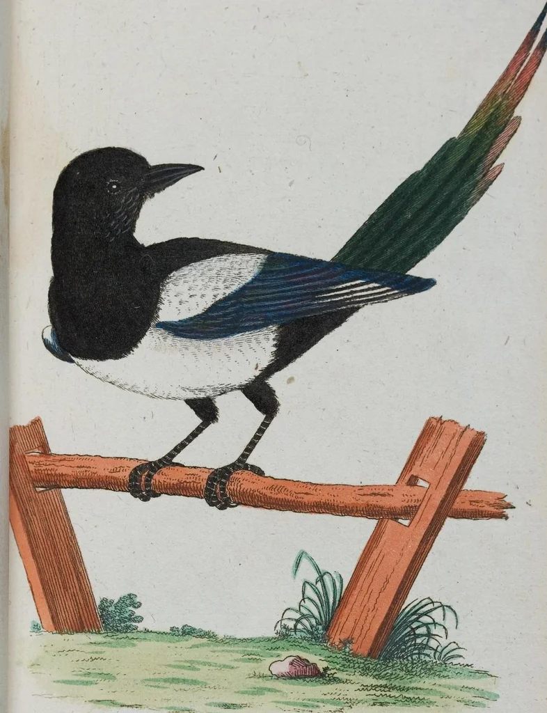 An illustration from (Band 1): Erstes Hundert, 1795, leaf 182