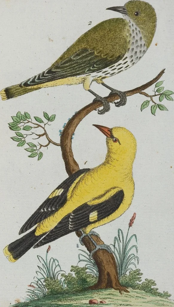 An illustration from (Band 1): Erstes Hundert, 1795, leaf 183
