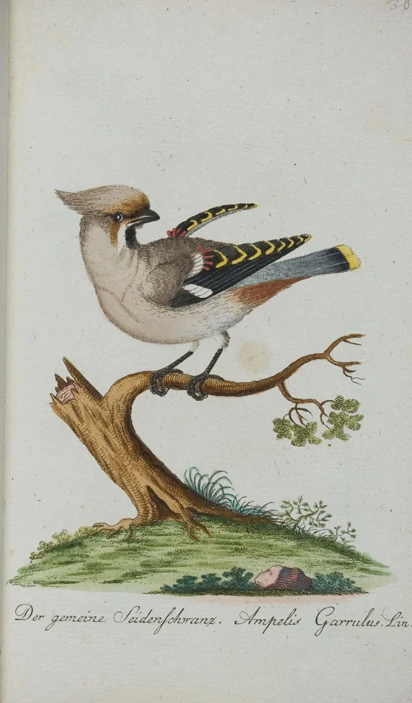 An illustration from (Band 1): Erstes Hundert, 1795, leaf 184