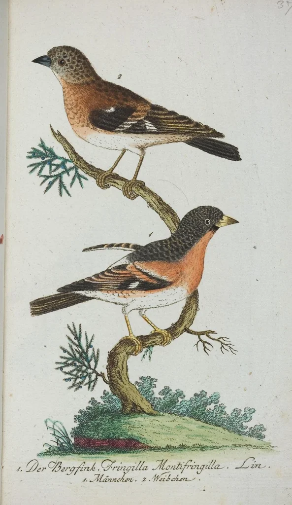 An illustration from (Band 1): Erstes Hundert, 1795, leaf 185