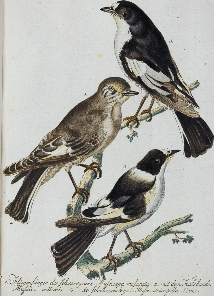 An illustration from (Band 1): Erstes Hundert, 1795, leaf 186