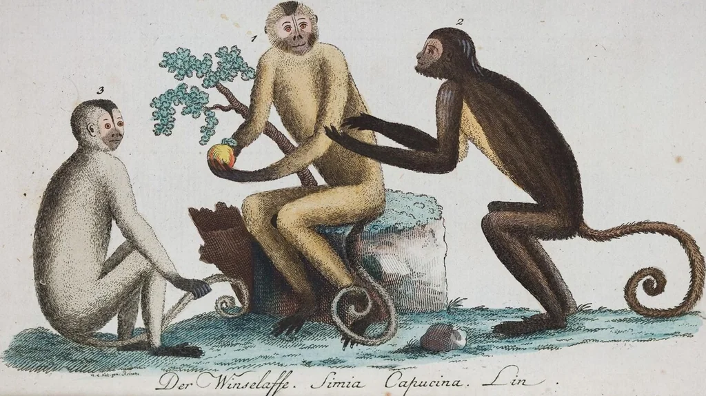 An illustration from (Band 1): Erstes Hundert, 1795, leaf 191