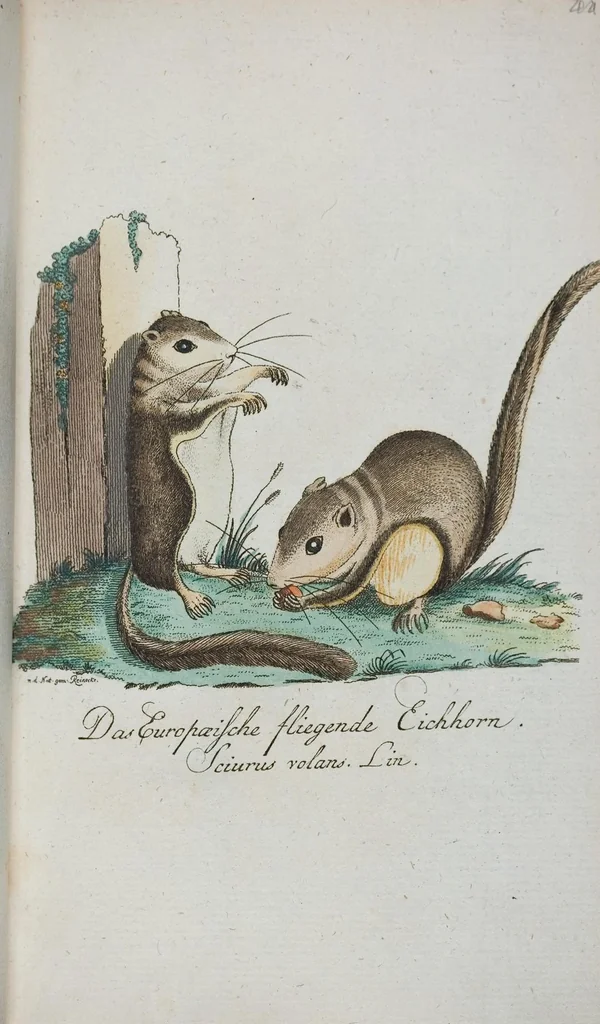 An illustration from (Band 1): Erstes Hundert, 1795, leaf 194