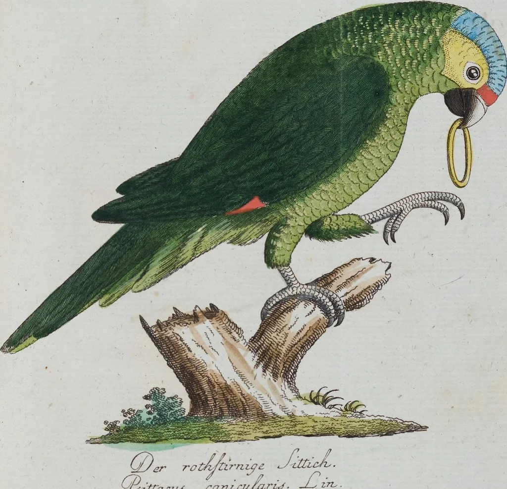 An illustration from (Band 1): Erstes Hundert, 1795, leaf 195