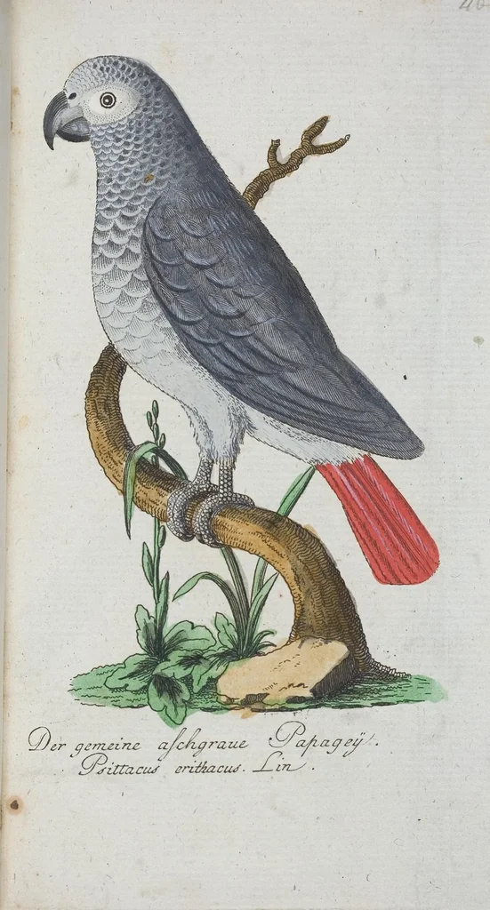 An illustration from (Band 1): Erstes Hundert, 1795, leaf 196