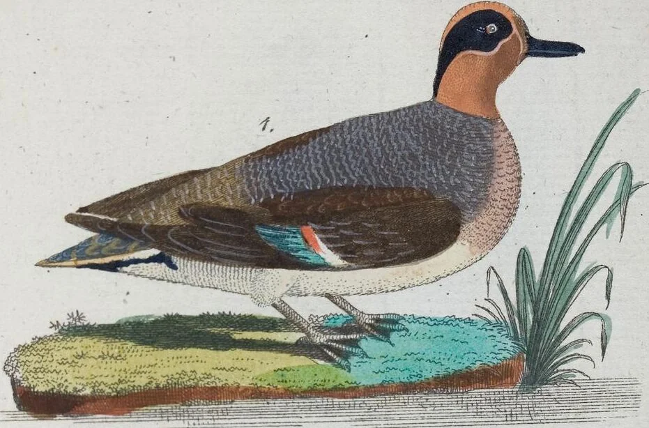 An illustration from (Band 1): Erstes Hundert, 1795, leaf 198