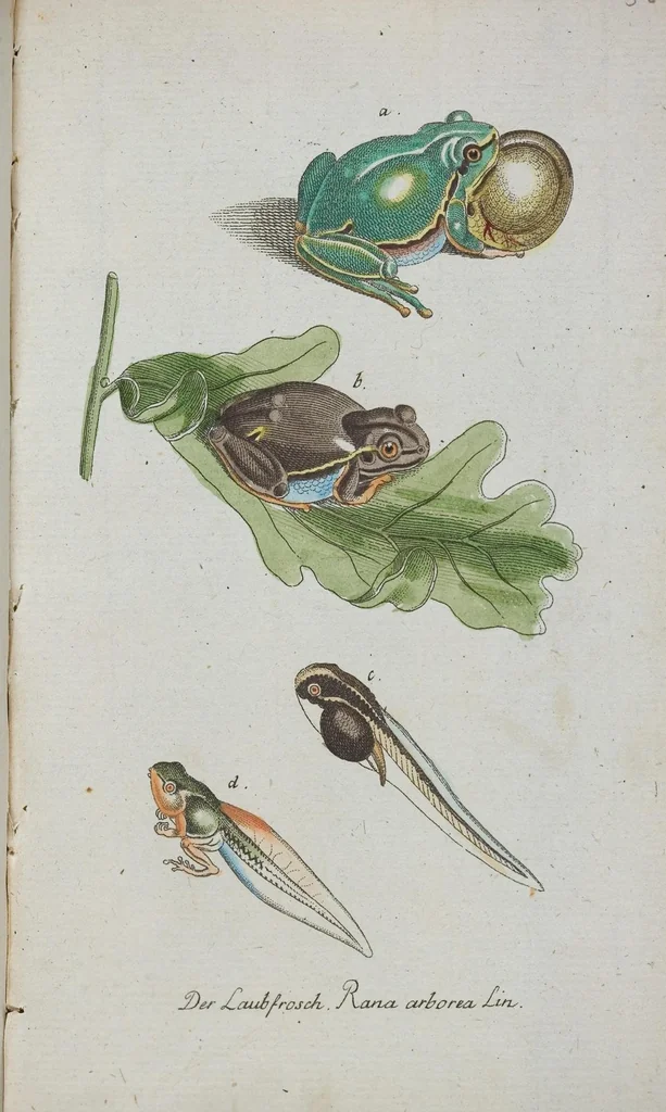 An illustration from (Band 1): Erstes Hundert, 1795, leaf 200