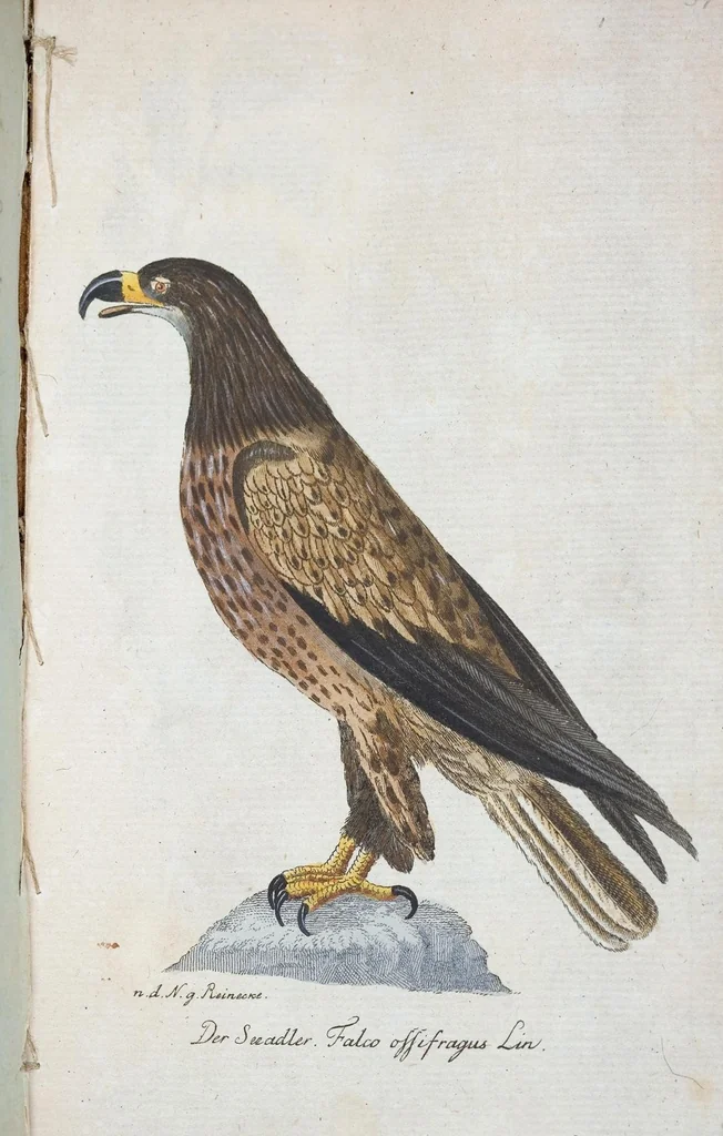 An illustration from (Band 1): Erstes Hundert, 1795, leaf 203