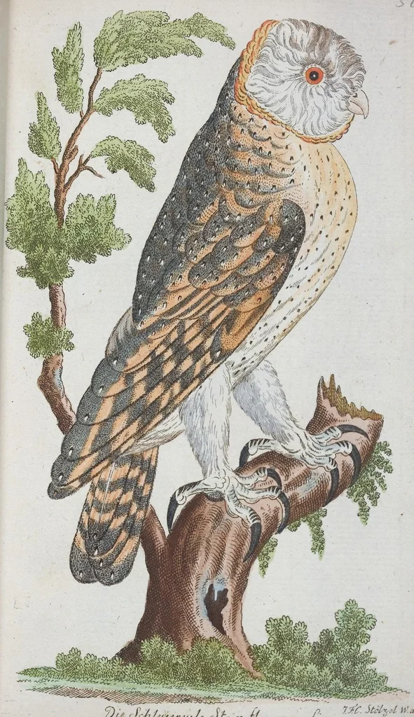 An illustration from (Band 1): Erstes Hundert, 1795, leaf 204