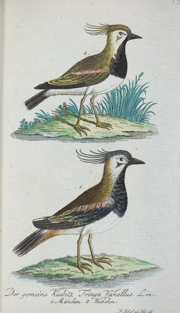An illustration from (Band 1): Erstes Hundert, 1795, leaf 205