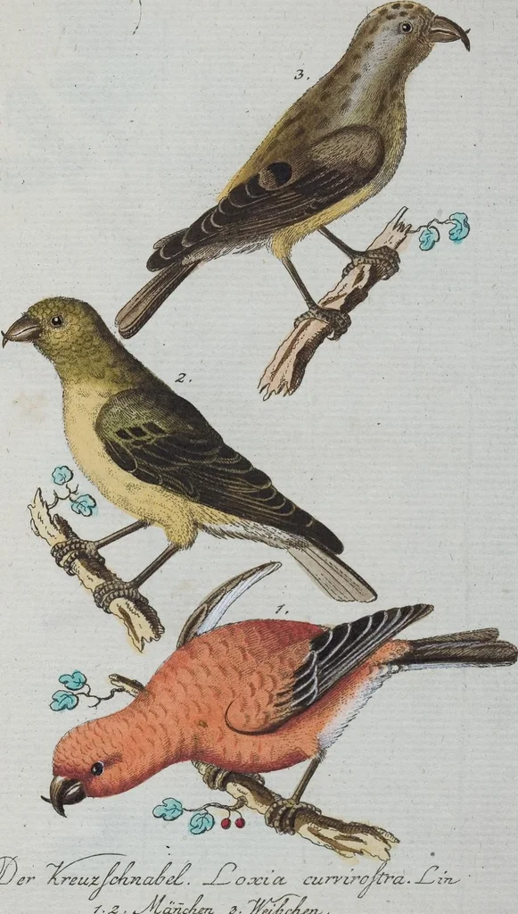 An illustration from (Band 1): Erstes Hundert, 1795, leaf 207
