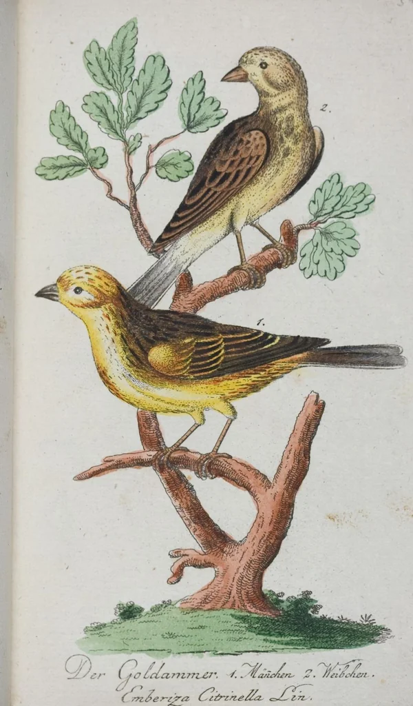 An illustration from (Band 1): Erstes Hundert, 1795, leaf 208