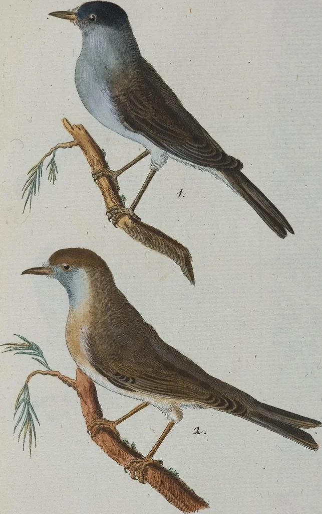 An illustration from (Band 1): Erstes Hundert, 1795, leaf 209