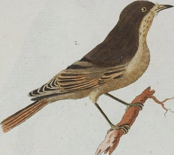 An illustration from (Band 1): Erstes Hundert, 1795, leaf 210