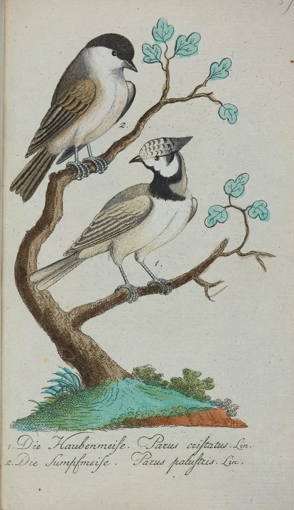 An illustration from (Band 1): Erstes Hundert, 1795, leaf 211