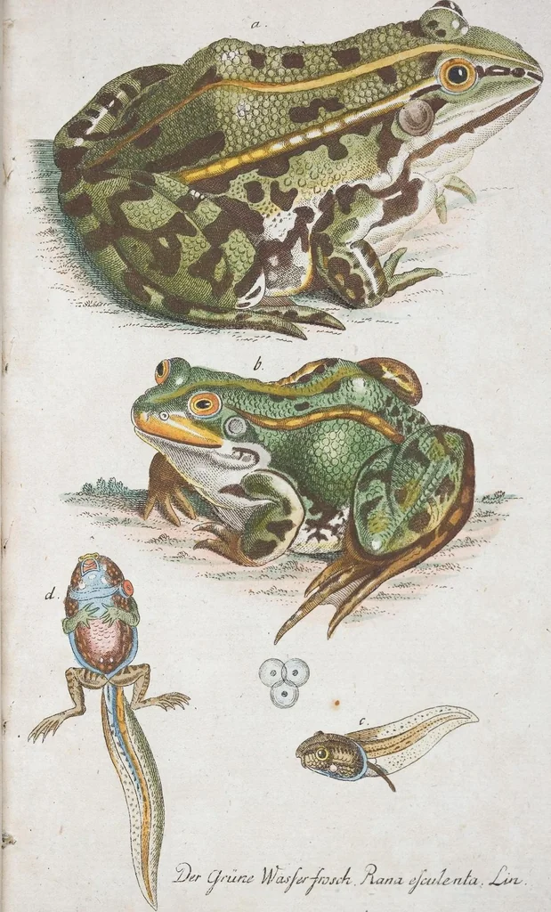 An illustration from (Band 1): Erstes Hundert, 1795, leaf 212