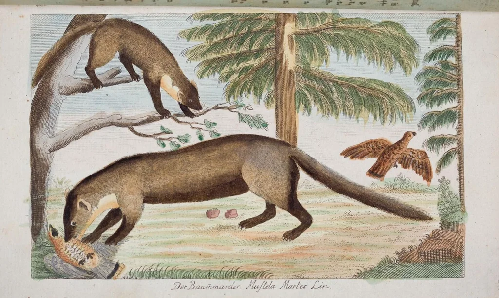 An illustration from (Band 1): Erstes Hundert, 1795, leaf 215