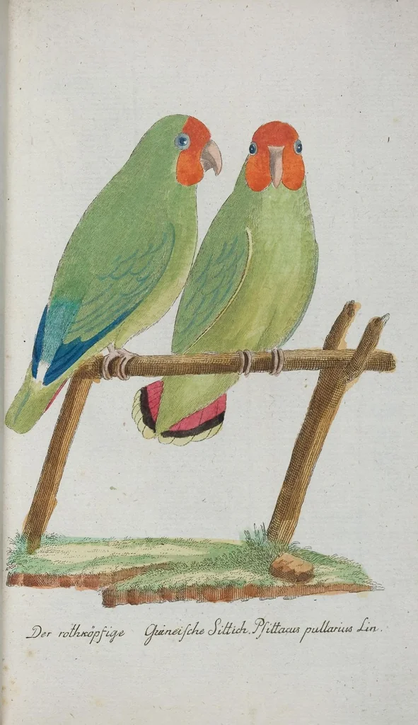 An illustration from (Band 1): Erstes Hundert, 1795, leaf 216