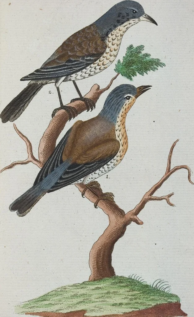 An illustration from (Band 1): Erstes Hundert, 1795, leaf 219