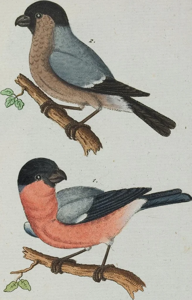An illustration from (Band 1): Erstes Hundert, 1795, leaf 220