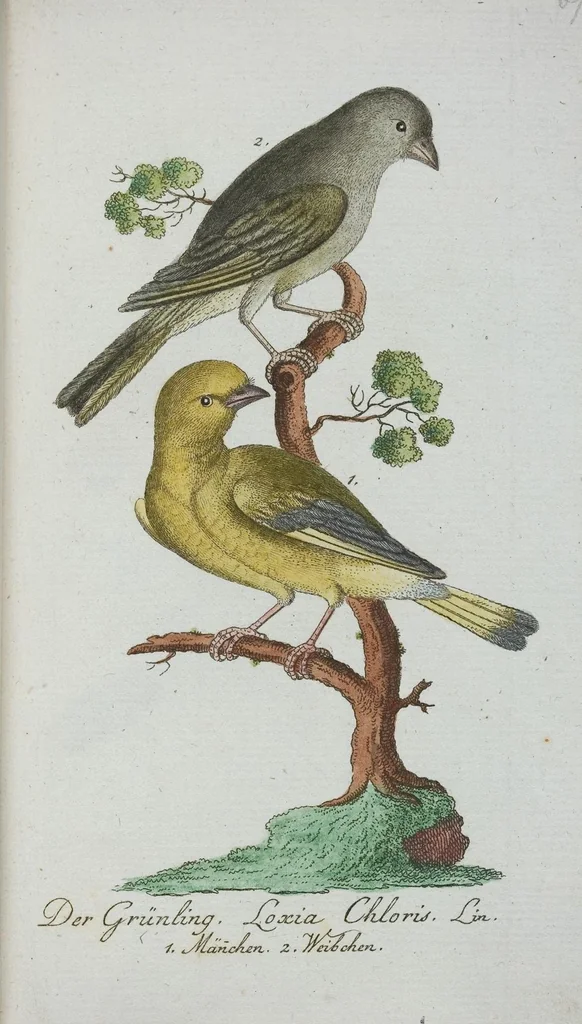 An illustration from (Band 1): Erstes Hundert, 1795, leaf 221