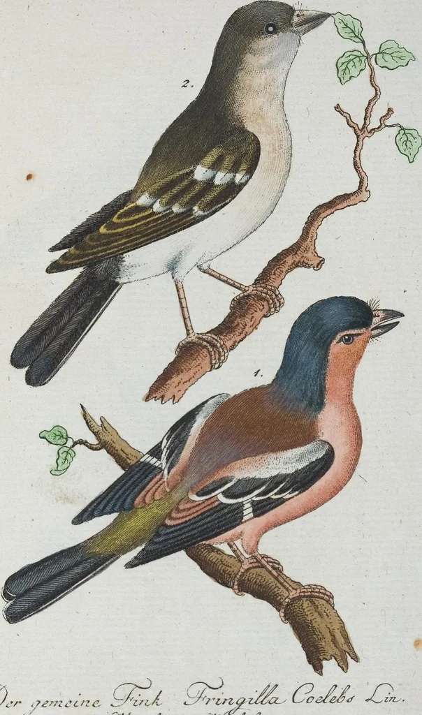 An illustration from (Band 1): Erstes Hundert, 1795, leaf 222