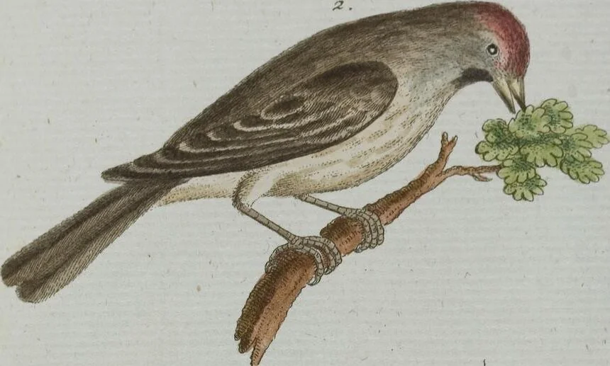 An illustration from (Band 1): Erstes Hundert, 1795, leaf 223