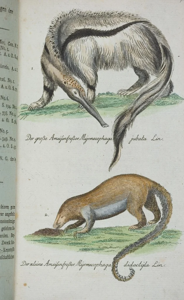 An illustration from (Band 1): Erstes Hundert, 1795, leaf 227