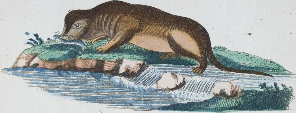 An illustration from (Band 1): Erstes Hundert, 1795, leaf 229