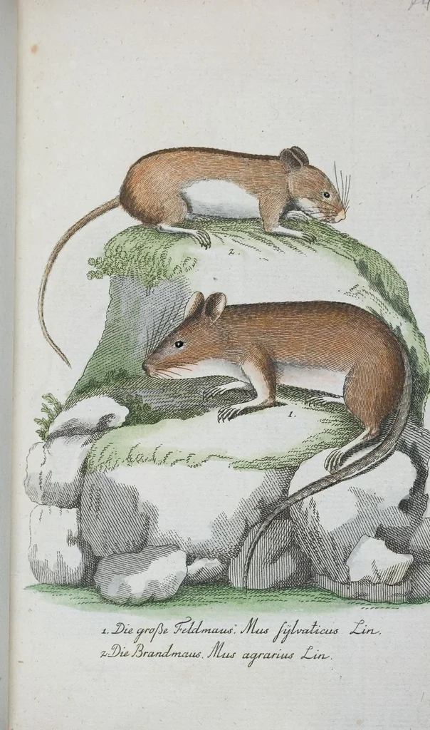 An illustration from (Band 1): Erstes Hundert, 1795, leaf 230