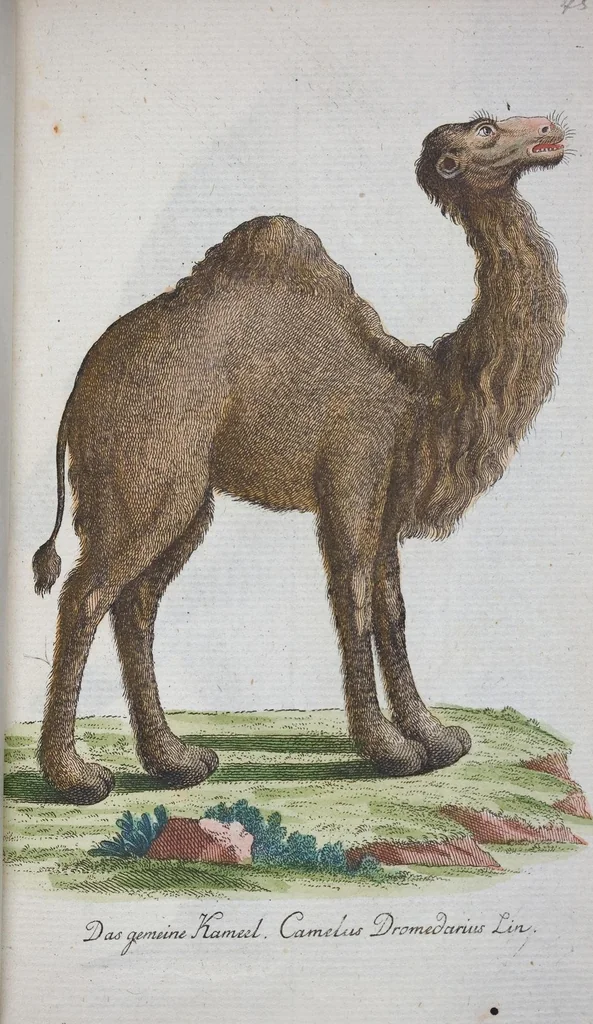 An illustration from (Band 1): Erstes Hundert, 1795, leaf 231